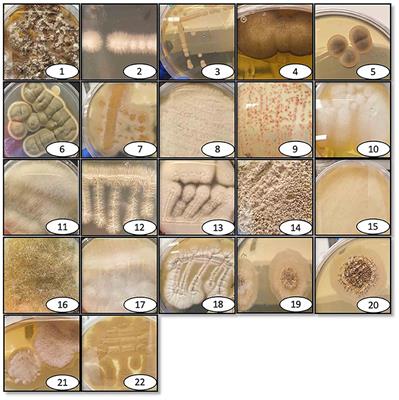 Discovery of Novel Entomopathogenic Fungi for Mosquito-Borne Disease Control